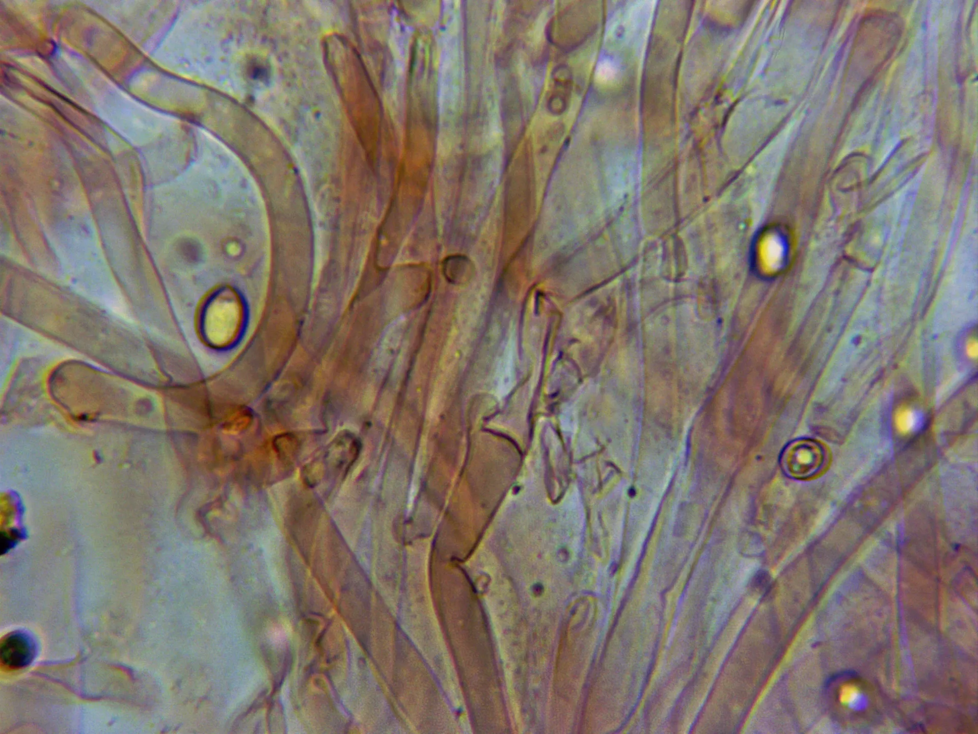 Microscopía de Leucogyrophana mollusca - 10 - Hifas contexto